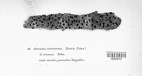 Diatrype disciformis image